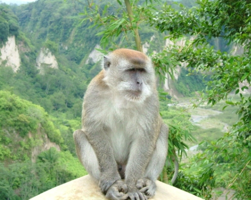 macaca sp