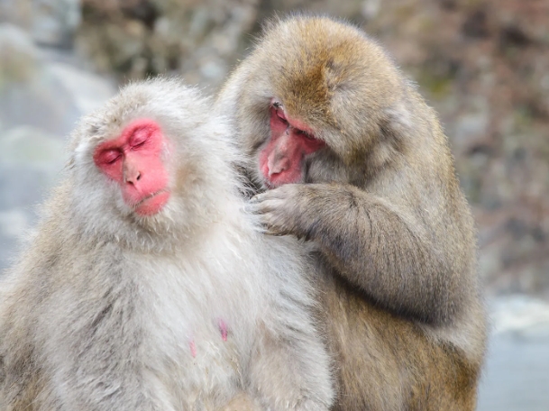 japanese macaque monkey