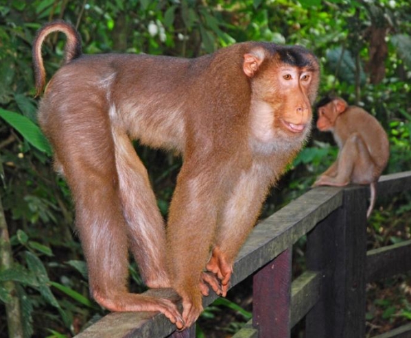 female pigtail macaque monkey