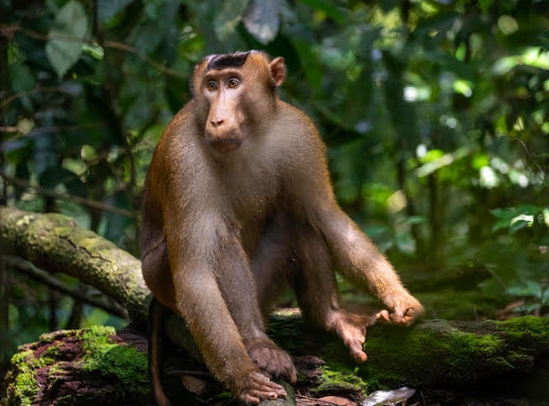 southern pigtail macaque