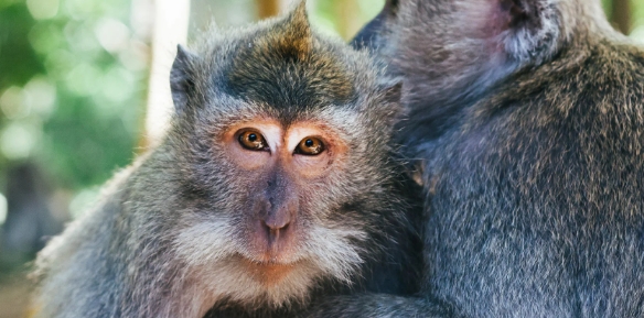 macaques price