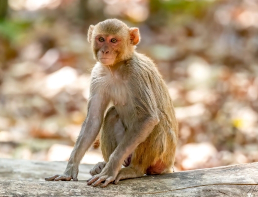 macaque rhesus