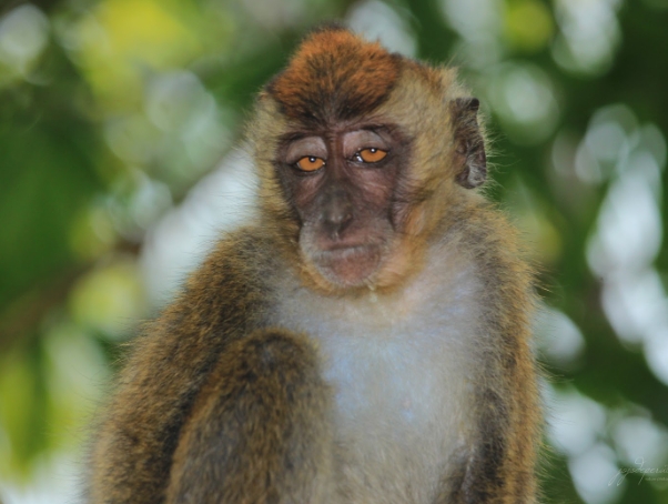 macaque philippines