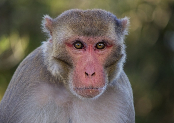 male macaque monkey