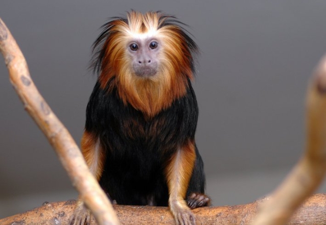 golden marmoset for sale