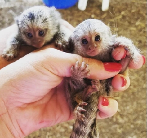 pygmy marmoset for sale cheap