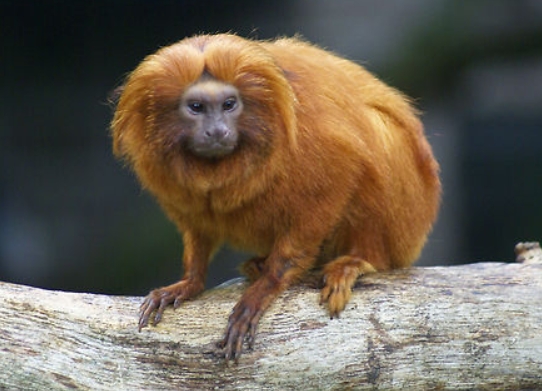 golden marmoset