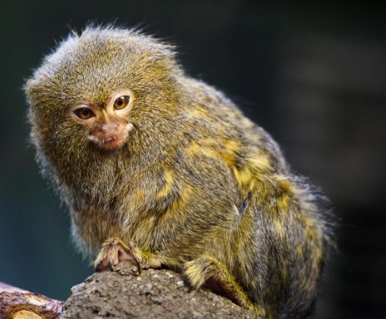 pygmy marmoset endangered