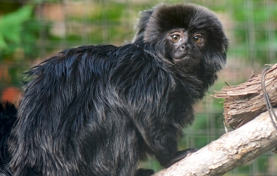 goeldi marmoset