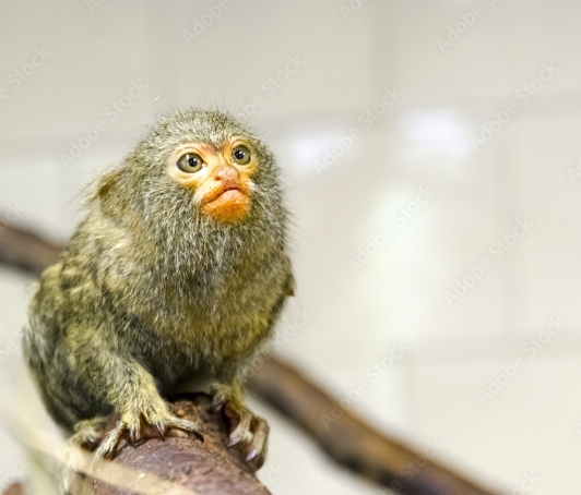 pygmy marmoset cena