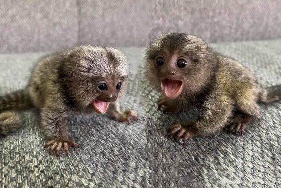 the pygmy marmoset for sale