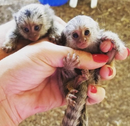 marmoset pet price