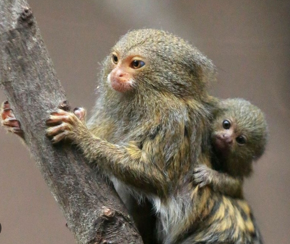 marmoset jelly