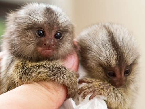 marmoset cost