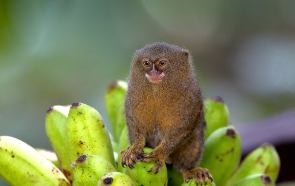 jual pygmy marmoset