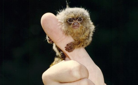 harga monyet pygmy marmoset