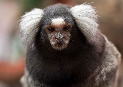 small marmoset