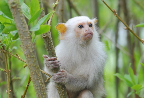 silvery marmoset