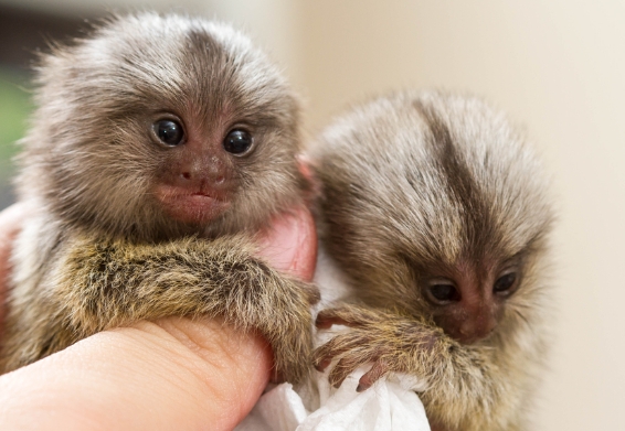 pygmy marmoset pret