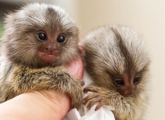 pocket marmoset