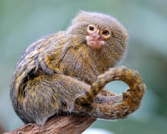 p marmoset