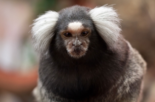 old marmoset