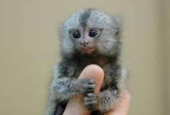 miniature marmoset