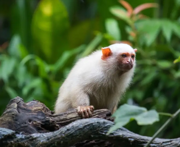 marmoset silver