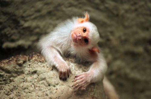 white marmoset