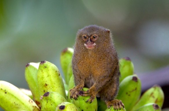 the pygmy marmoset