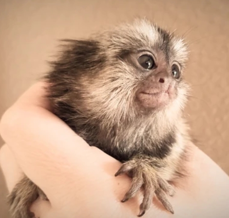 marmoset pet for sale