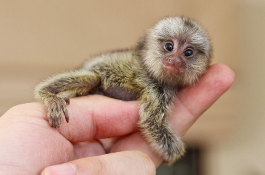 marmoset feeding schedule