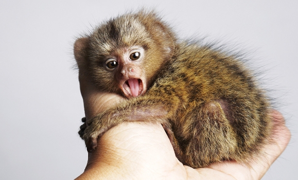 marmoset cena