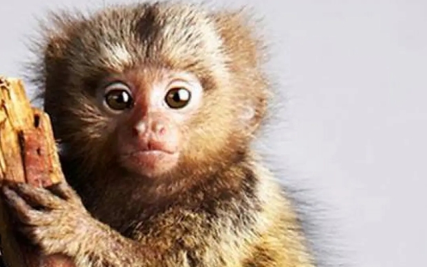 jual marmoset