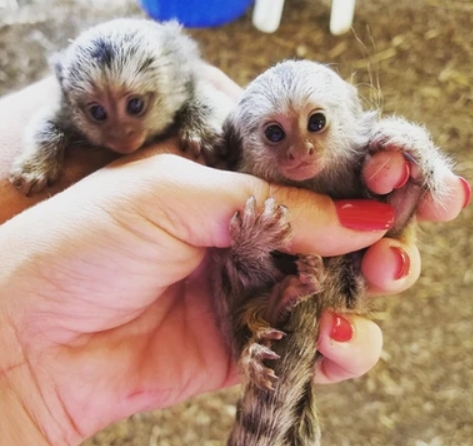 golden pygmy marmoset