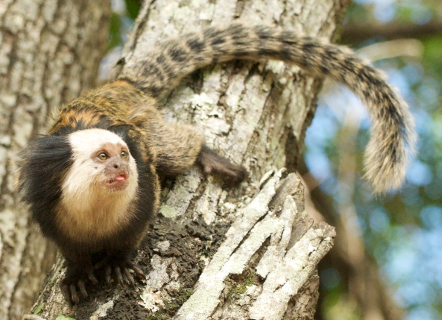 geoffrey marmoset