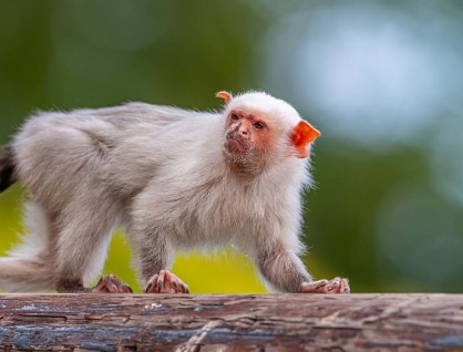 silvery marmoset pet