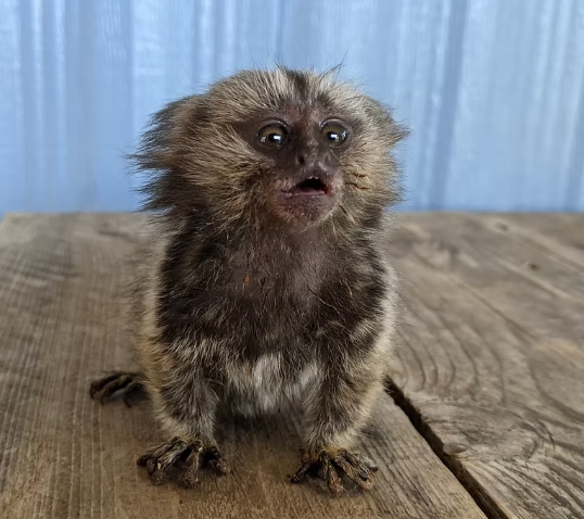 owning a pygmy marmoset