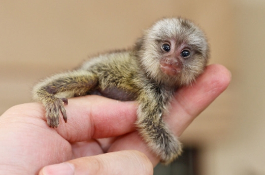 newborn marmoset