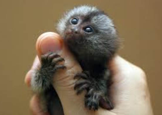 mini marmoset