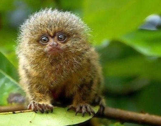 marmoset pygmy