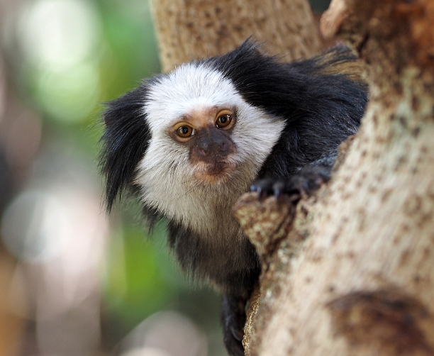 white headed marmoset