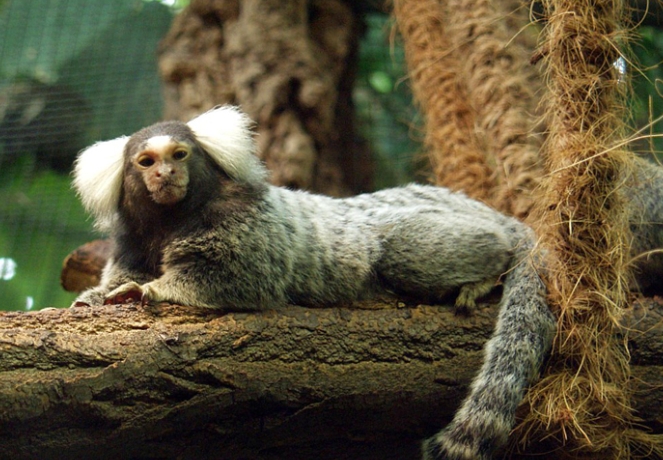 tamarin marmoset