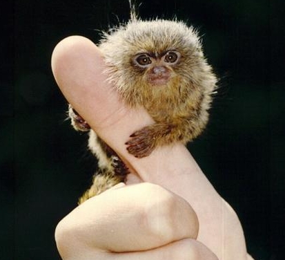 marmoset jual