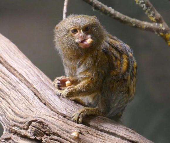 marmoset diets