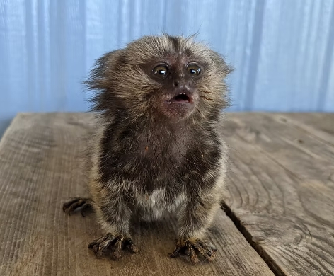 marmoset as a pet