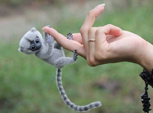 harga pygmy marmoset