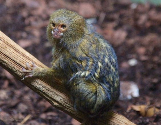 harga marmoset