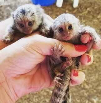 pygmy marmoset pet for sale