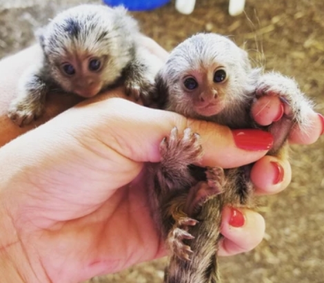 pygmy marmoset adoption